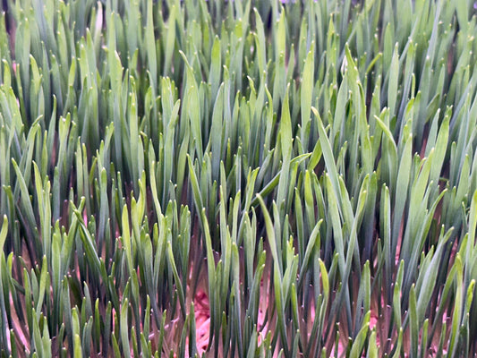 Wheat Grass - Micro